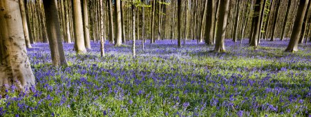 Photo for The blue or purple hyacinth wildflowers in the Hallerbos forest near Brussels in Belgium are only in full bloom during one week in Springtime.  Visitors are not allowed to leave the main path to protect the billions of endangered flowers. - Royalty Free Image