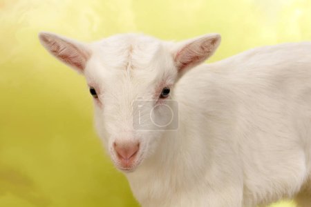 Photo for Ten days old little white baby milk goat - Royalty Free Image