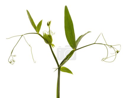Photo for Leaves and tendrils of a sweet pea lathyrus flower isolated - Royalty Free Image