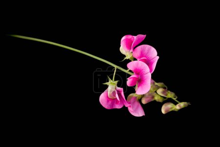 Téléchargez les photos : Fleurs de lathyrus pois doux de couleur rose isolées sur un fond noir - en image libre de droit