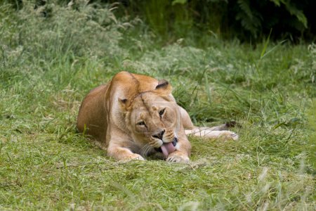 Naturalne zachowanie młodej lwicy afrykańskiej