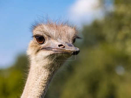 Photo for Closeup image of an adult ostrich pulling faces, with beautiful soft bokeh natural background - Royalty Free Image
