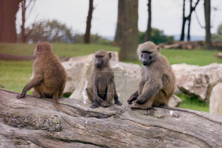 Partie d'une troupe de jeunes babouins d'olivier, grands primates africains
