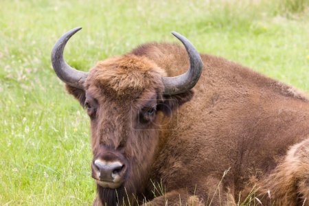 Téléchargez les photos : Espèces mâles du bison d'Europe dans les prairies - en image libre de droit