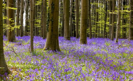 Téléchargez les photos : Billions of bluebells wildflowers blooming in the month of April in the Hallerbos forest in Belgium - en image libre de droit