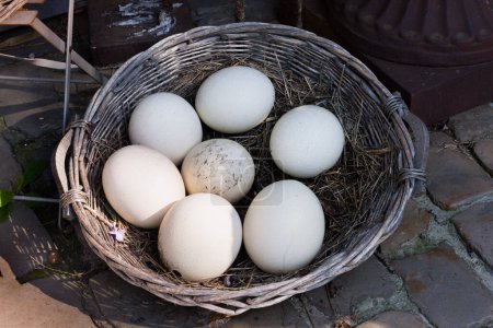 Téléchargez les photos : Groupe de sept œufs d'autruche frais mis dans un panier en osier vintage - en image libre de droit