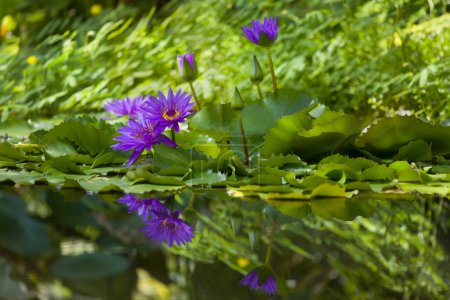 Beautiful deep purple water lily in an exotic garden