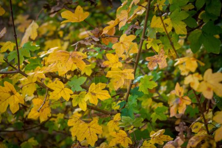 Acer campestre oder Feldahorn mit herbstlichen Farben
