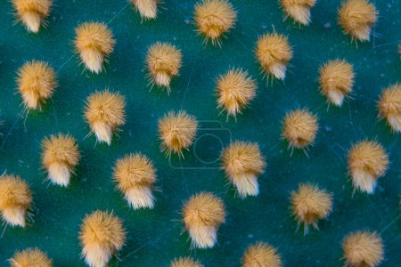 Nahaufnahme und Makroaufnahme der Aereole des Optunia-Kaktus mit Luftstacheln und Glochiden, die ein Muster auf grünem Hintergrund erzeugen.