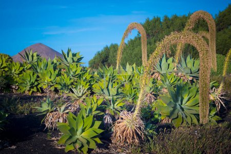 Field with Foxtail Agave plants with flowers creating an arch. Beauty in nature.