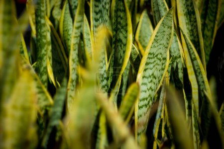 Photo for A close-up view of a lush sanseveria plant with dark green leaves and yellow edges. - Royalty Free Image