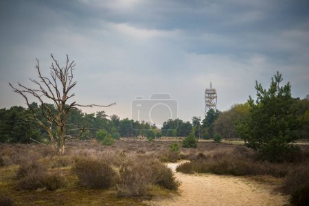 Téléchargez les photos : Kalmthout, Belgique, mai 2023 : Vue sur la lande de Kalmthout au printemps et la tour de guet - en image libre de droit