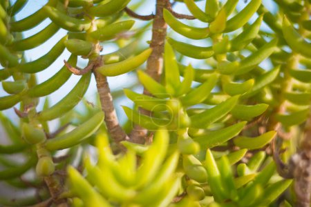 Foto de Crassula tetragona es una planta suculenta originaria del sur de África. También es conocido como árboles de pino miniatura debido a sus hojas similares a agujas y su apariencia arbustiva. - Imagen libre de derechos