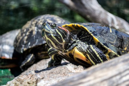 Deslizador de vientre amarillo (Trachemys scripta scripta) tortuga es conocida por su distintivo plastrón amarillo (la parte inferior de la cáscara) y los patrones de colores en su cáscara