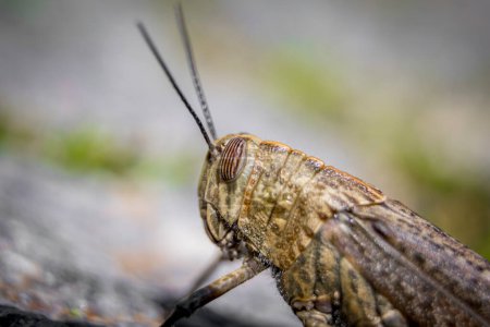 Closeup macro shot of a grashopper (Caelifera) with blurry background