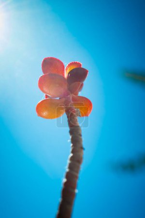 Close-up of a red succulent plant, brilliantly illuminated by sunlight from behind