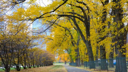 Foto de Follaje de otoño en North Rose Garden en el centro de Chicago, Illinois, EE.UU. - Imagen libre de derechos