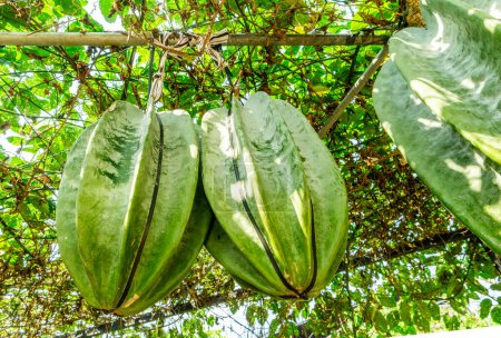 Photo for African carambola melon in tropical botanical garden - Royalty Free Image