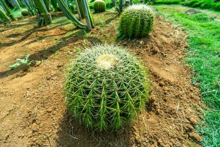 Photo for Big cactus in the park. - Royalty Free Image