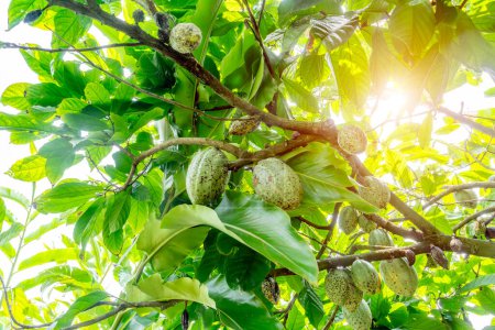 Photo for Green walnuts ripen, on branch of tree with green leaves close-up with rays of bright sun. Concept of growing - Royalty Free Image