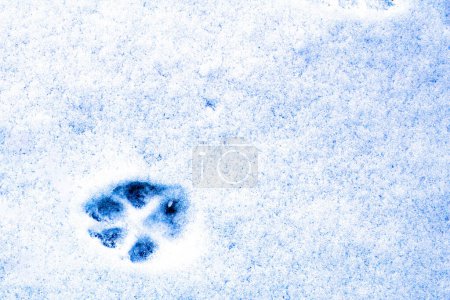 Téléchargez les photos : Sentier animal sur neige fraîche gros plan - en image libre de droit