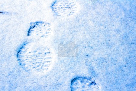 Téléchargez les photos : Sentier animal sur neige fraîche gros plan - en image libre de droit