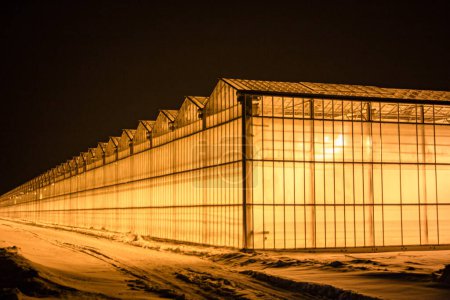 Téléchargez les photos : Vue de la serre de l'extérieur, le tout brillant sur fond de neige et de nuit givrée, fournissant des fournitures stratégiques de légumes - en image libre de droit