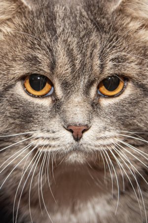 cara de gato de cerca, imagen frontal y trasera borrosa con efecto bokeh