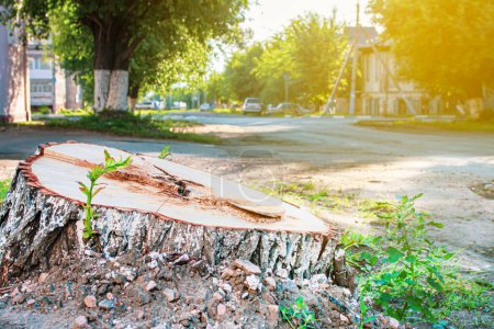 Téléchargez les photos : Le reste de la souche d'un arbre fraîchement coupé dans le centre-ville, le problème de la coupe des forêts par les braconniers - en image libre de droit