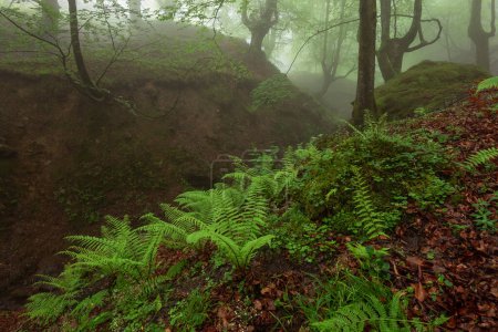 Téléchargez les photos : Forêt de hêtres Belaustegi, Parc Naturel de Gorbea, Pays Basque, Espagne - en image libre de droit