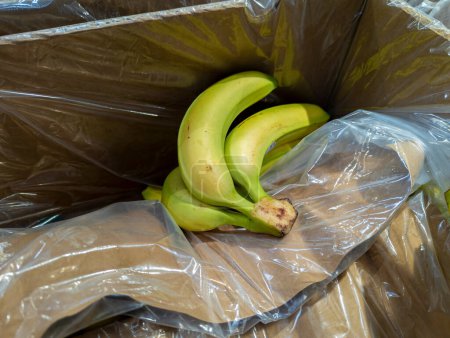Photo for Canarian bananas in cardboard boxes in a supermarket ready for sale - Royalty Free Image