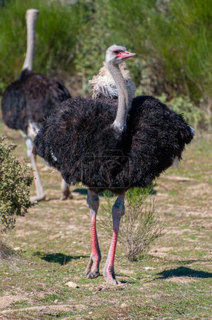 Photo for Detailed close-up, showcasing nature's design. Intricate patterns, soft plumage, a glimpse into an ostrich's world - Royalty Free Image