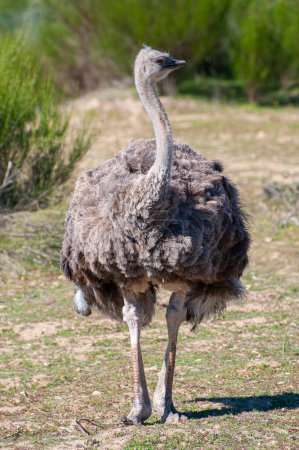 Photo for Lone ostrich, majestic against a vast African landscape. Long neck, searching eyes, a wild tale of the untamed savannah - Royalty Free Image