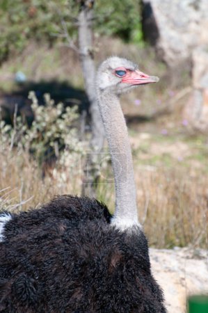 Photo for Detailed close-up, showcasing nature's design. Intricate patterns, soft plumage, a glimpse into an ostrich's world - Royalty Free Image