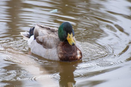 Photo for Graceful duck, shimmering reflection below. A calm river scene, capturing the rhythm of nature in its purest form - Royalty Free Image
