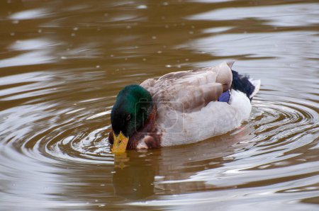 Foto de Cabeza verde vibrante, pato en medio de suaves ondulaciones del río. Tapiz de la naturaleza, donde la elegancia aviar se encuentra con vías navegables serenas - Imagen libre de derechos