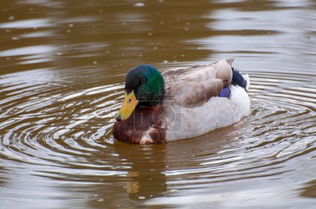 Photo for Vibrant green head, duck amidst gentle river ripples. Nature's tapestry, where avian elegance meets serene waterways - Royalty Free Image