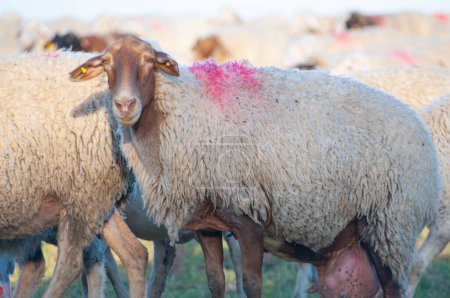 Téléchargez les photos : Troupeau de moutons blancs pâturant sous le soleil chaud espagnol. Collines, oliviers au loin, essence de l'Espagne rurale. - en image libre de droit