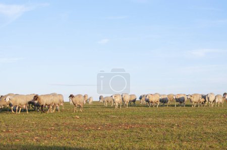 Photo for Picturesque view, woolly sheep in meadow, stone walls. European farm lifestyle, hills and olive trees, capturing rural beauty - Royalty Free Image