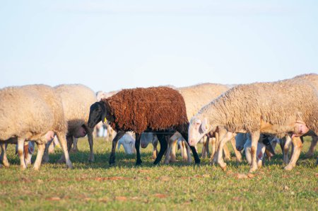 Téléchargez les photos : Troupeau de moutons blancs pâturant sous le soleil chaud espagnol. Collines, oliviers au loin, essence de l'Espagne rurale. - en image libre de droit