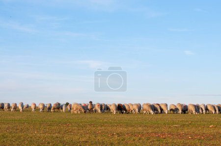 Photo for Flock of white sheep grazing under the warm Spanish sun. Rolling hills, olive trees in distance, essence of rural Spain. - Royalty Free Image