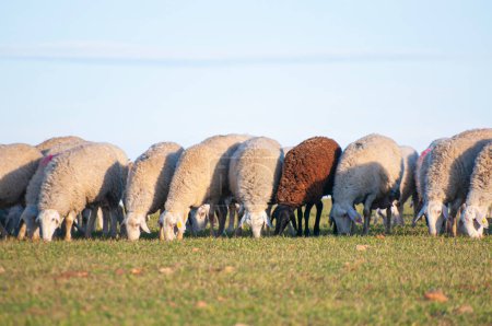 Téléchargez les photos : Troupeau de moutons, gardien de chien de berger. Collines méditerranéennes, élevage ovin traditionnel, riche mélange culturel et naturel - en image libre de droit
