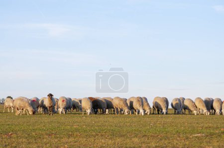 Photo for White lambs, green pastures, sunlit meadows. Traditional farming, rustic charm, heart of Spain's agricultural life - Royalty Free Image