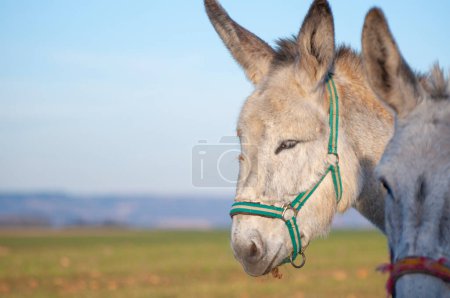 Photo for Glowing horizon, donkeys silhouetted against golden crops. Rustic charm, essence of traditional farming in a single frame - Royalty Free Image