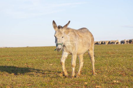 Foto de Belleza ecuestre, burros en entorno pastoral. Cosecha de verano, agitación de trigo, simbolizando la rica cultura agrícola - Imagen libre de derechos