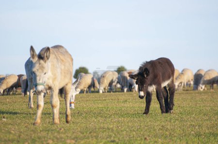 Foto de Pradera iluminada por el sol, burros en medio del trigo, entorno rural tranquilo. Naturaleza y agricultura armoniosamente mezcladas en una escena serena - Imagen libre de derechos