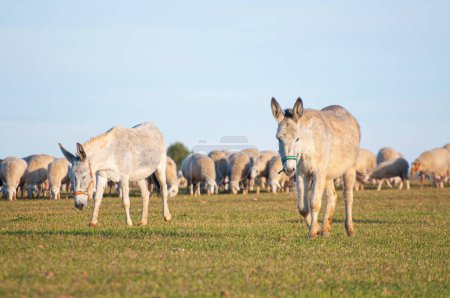 Photo for Glowing horizon, donkeys silhouetted against golden crops. Rustic charm, essence of traditional farming in a single frame - Royalty Free Image