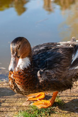 Téléchargez les photos : Canard gracieux, reflet chatoyant ci-dessous. Une scène fluviale calme, capturant le rythme de la nature dans sa forme la plus pure - en image libre de droit