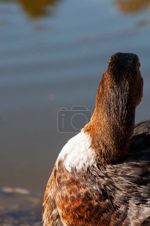 Photo for Graceful duck, shimmering reflection below. A calm river scene, capturing the rhythm of nature in its purest form - Royalty Free Image
