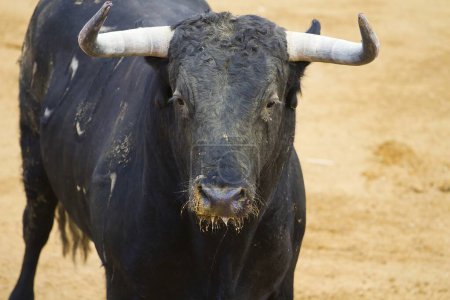 Bullfighting Spectacle: Captivating Images of Spanish Fighting Bulls in Action